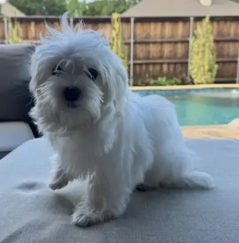 Bella