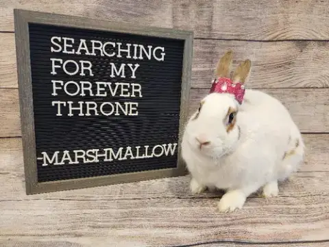 Marshmallow photo 3