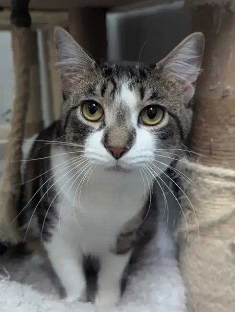 Kiki