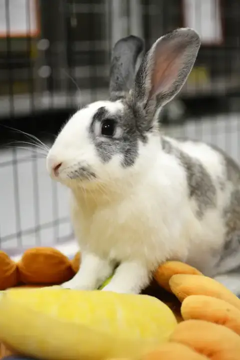 Eugene