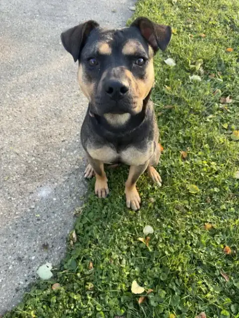 Snickers