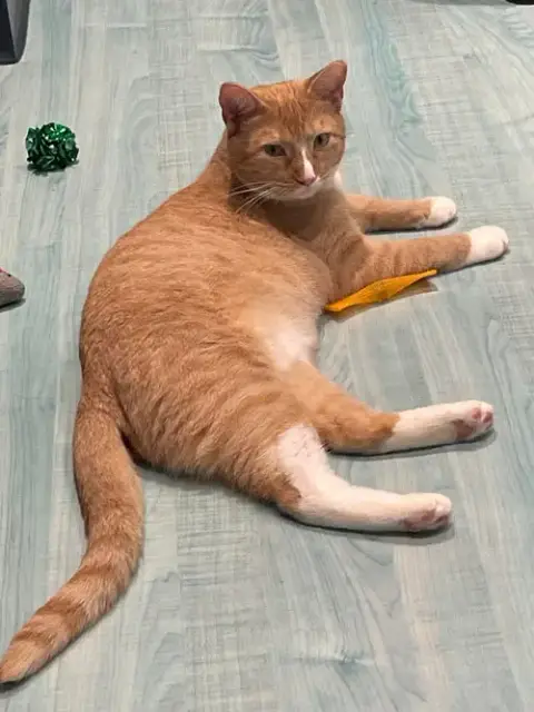Mango