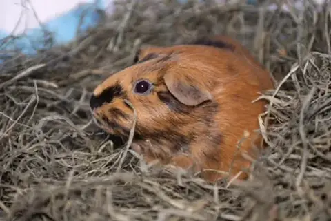 Mabel photo 3