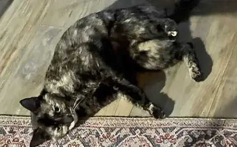 Chiquita