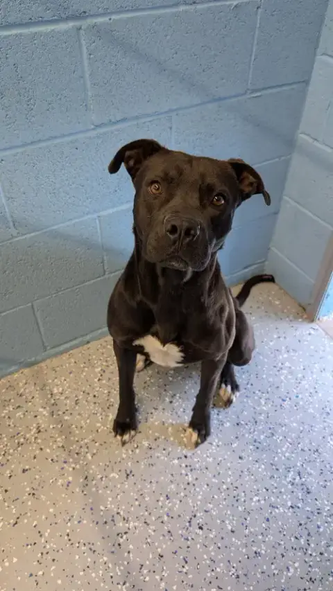 Onyx #2