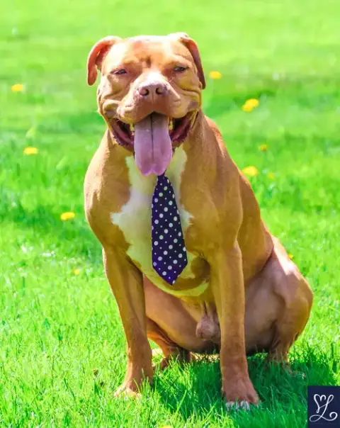 Bruno photo 3