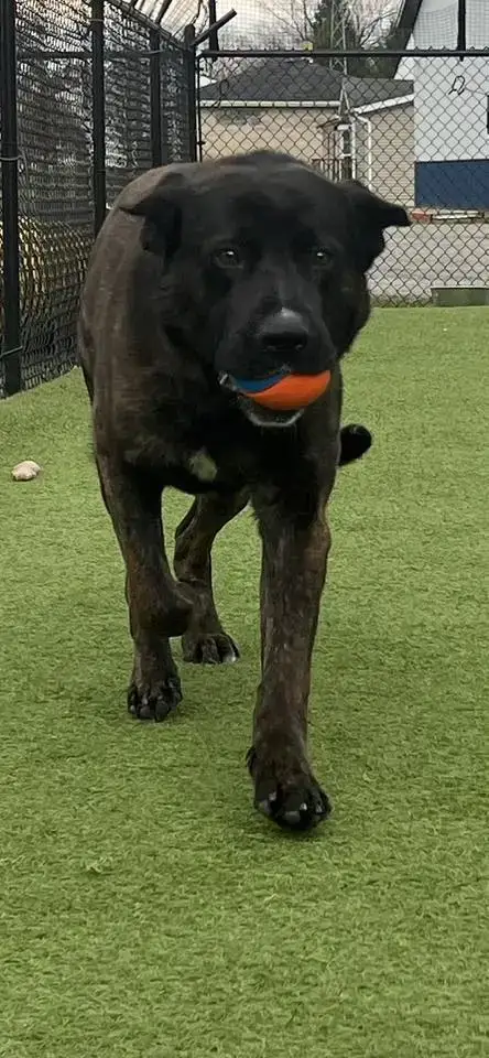Bruce