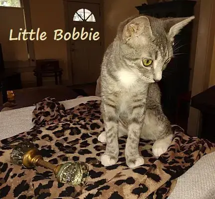 Little Bobbie #Bestie-Of-Tango