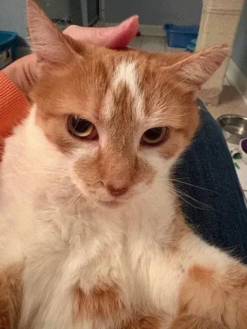 Peaches photo 2