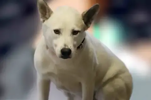 Paloma photo 5
