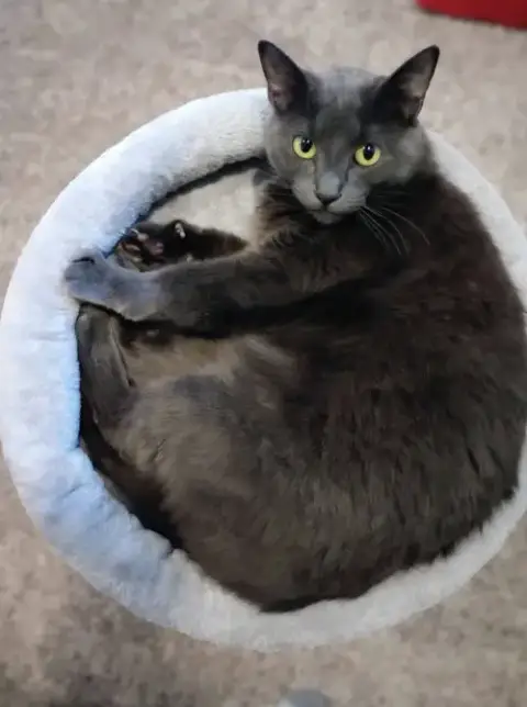 Fresa
