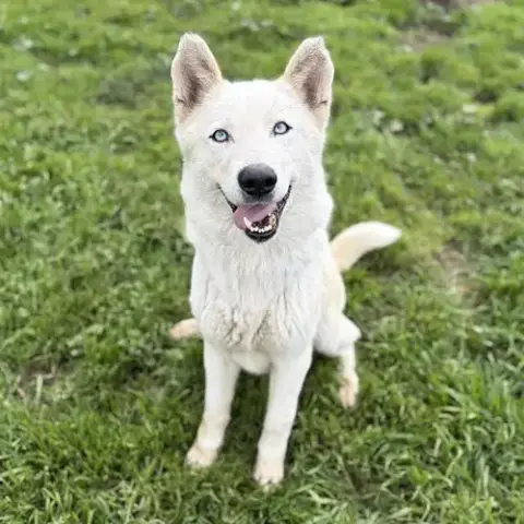 *Dani