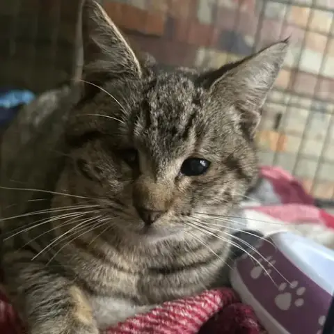 Kitty photo 4