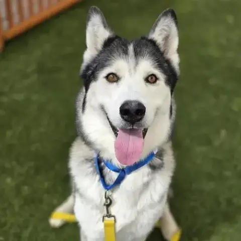 Bo
