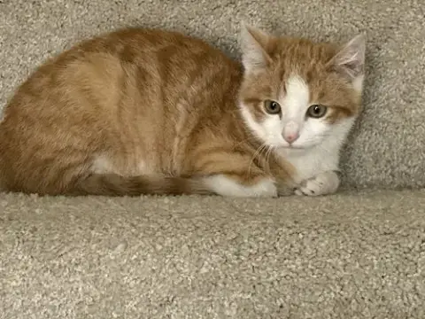 Kitten Rusty photo 3
