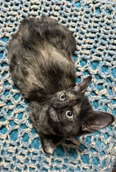 Cat photo 3