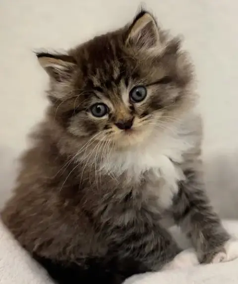 Pepper