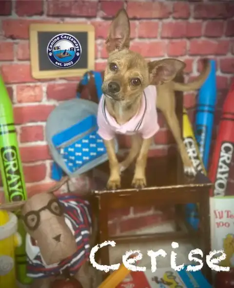 Cerise Aka Cece photo 4