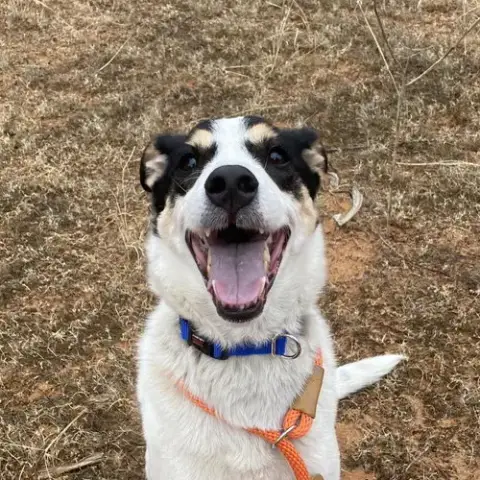 Indie