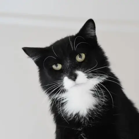 Dill photo 3