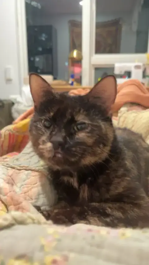 Kitty Exciting Elsa