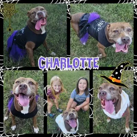 Charlotte photo 3