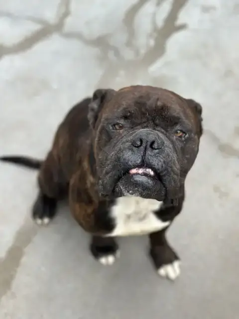 Tank