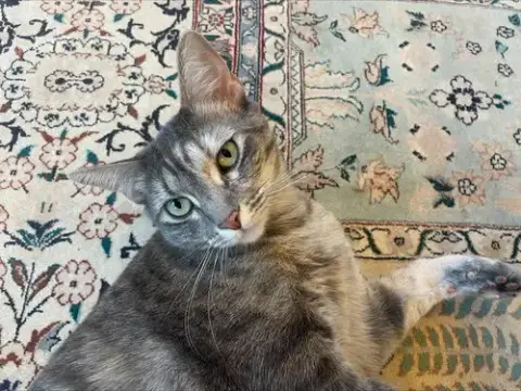 Ivy And Indy