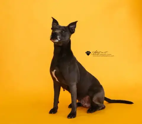 Chyanne-Adoption Fee $75! Diamond Dog!