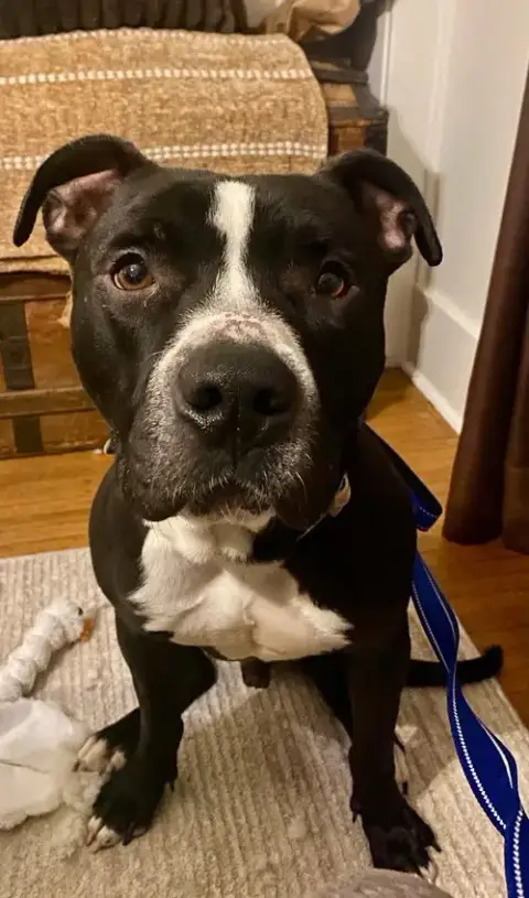 Zebo