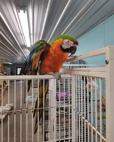 Koda