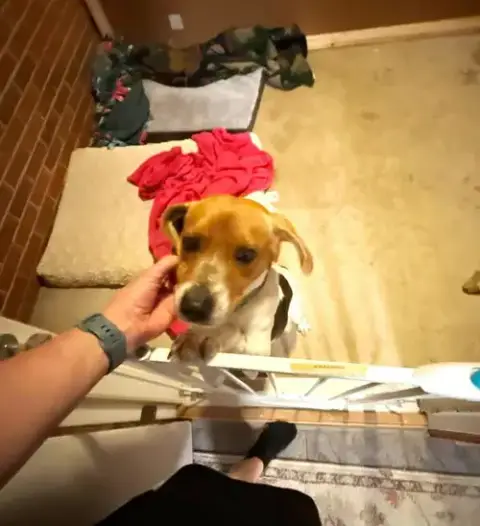 Gus-Beagle Boy photo 4
