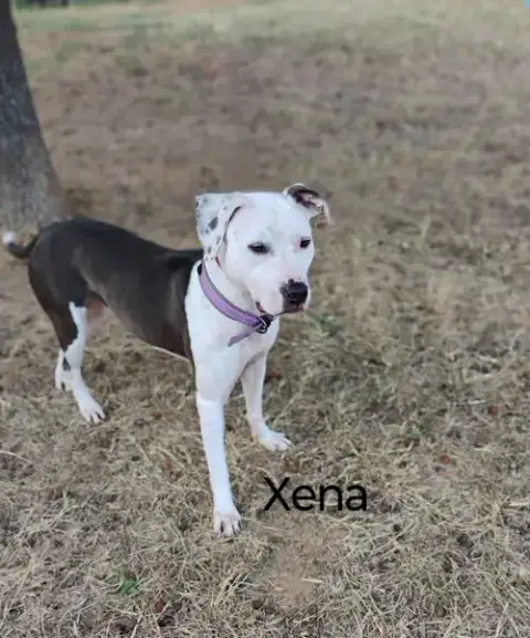 Xena