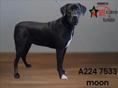 Moon
