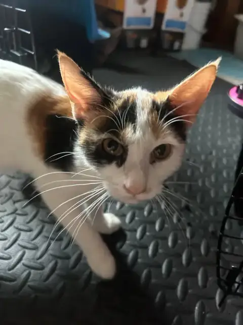 Gabrielle