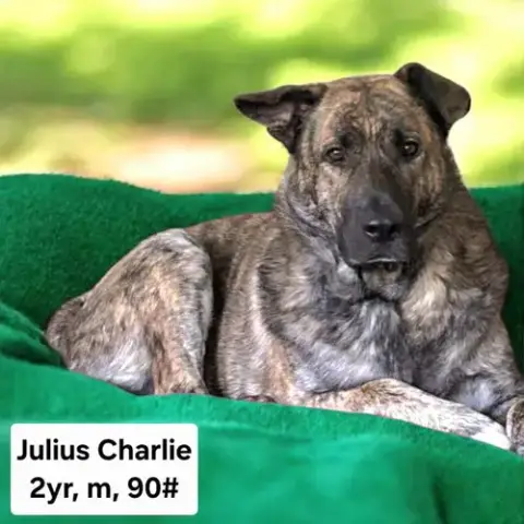 Julius photo 2