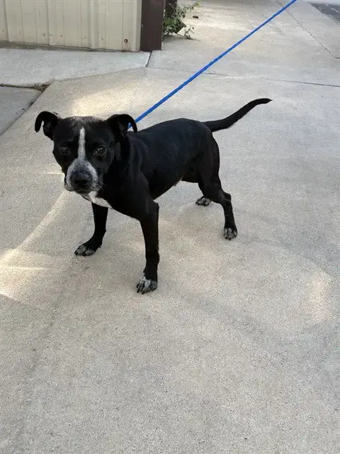 Enzo