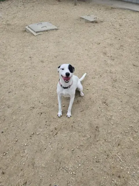 Roxy