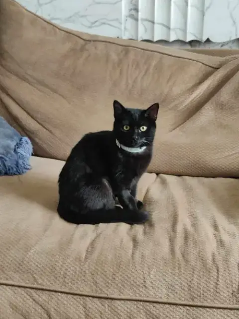 Cleo photo 3