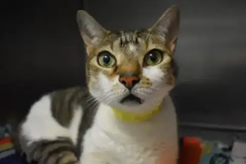 Felix