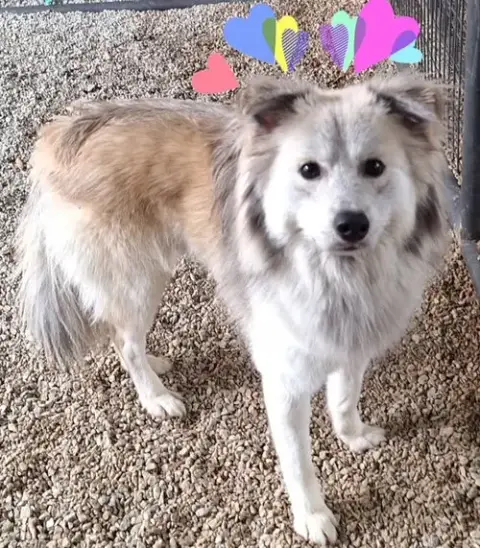 Klaus