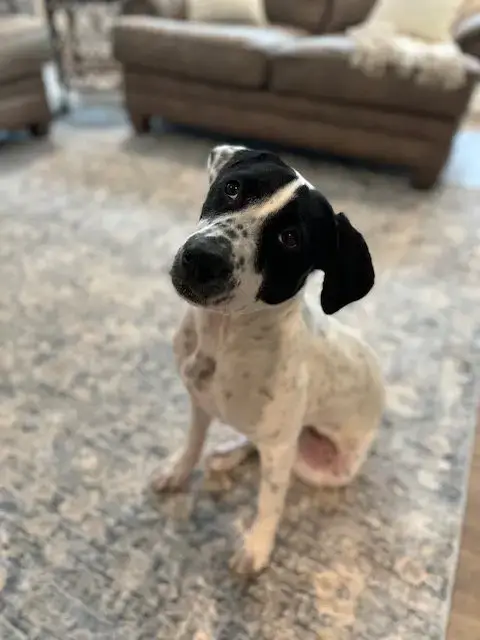 Dottie Lizman