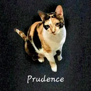 Prudence #Striking-Calico