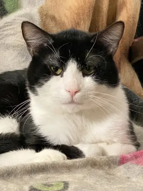 Domino