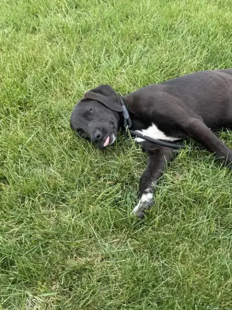 Bessie photo 2