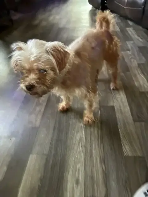Rosie