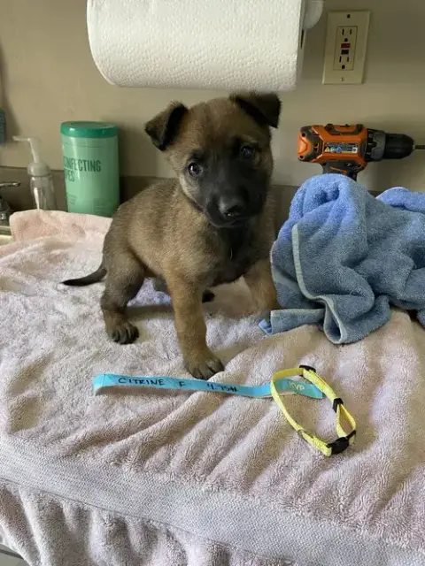 Geo Pups Citrine