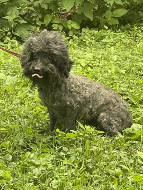 Queenie~ 7Lbs photo 3