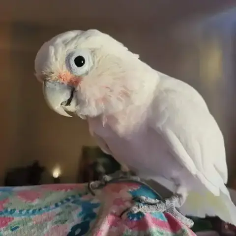 Peanut photo 3