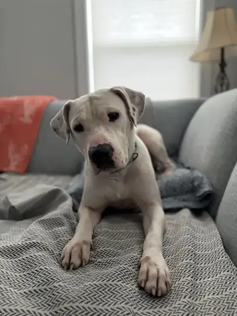 Ghost